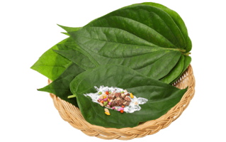 Betel Leaf PNG