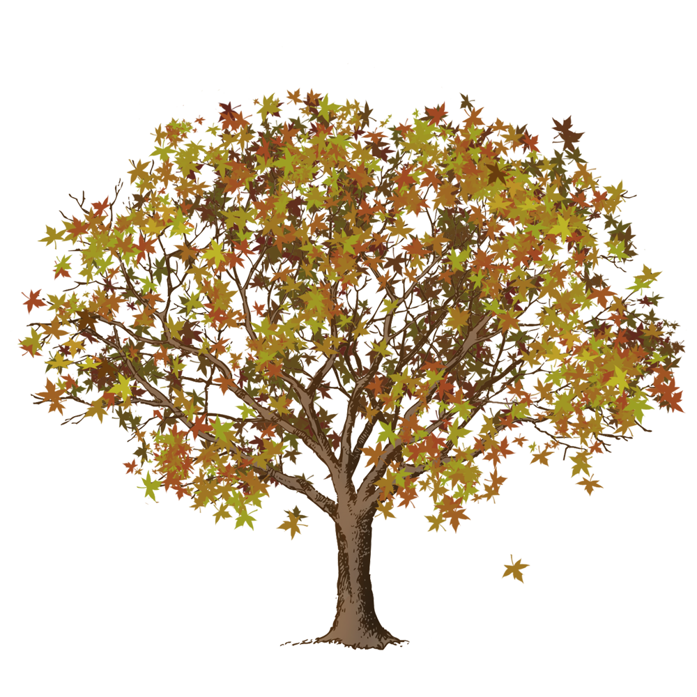 Big Autumn Tree  Transparent Image