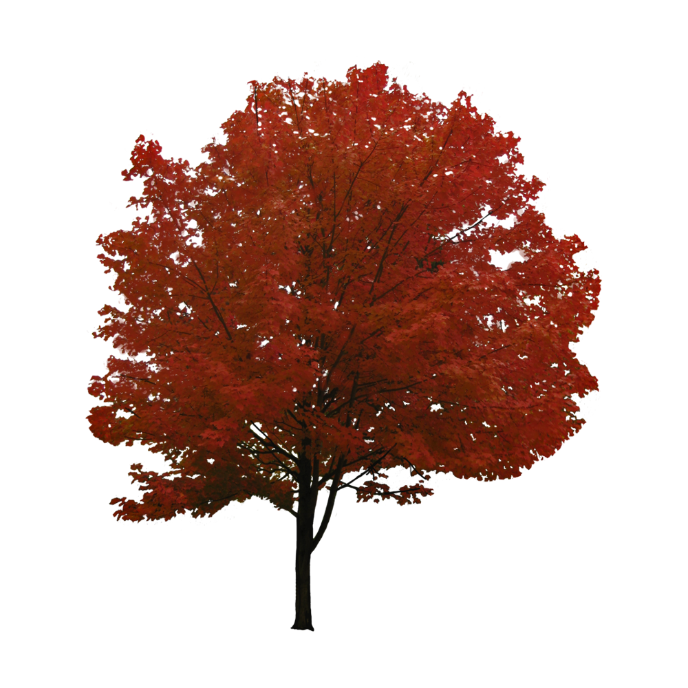 Big Autumn Tree Transparent Picture