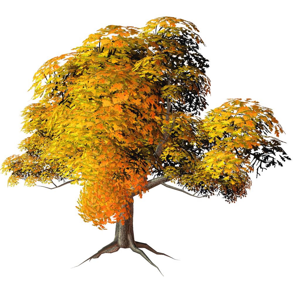 Big Autumn Tree  Transparent Clipart
