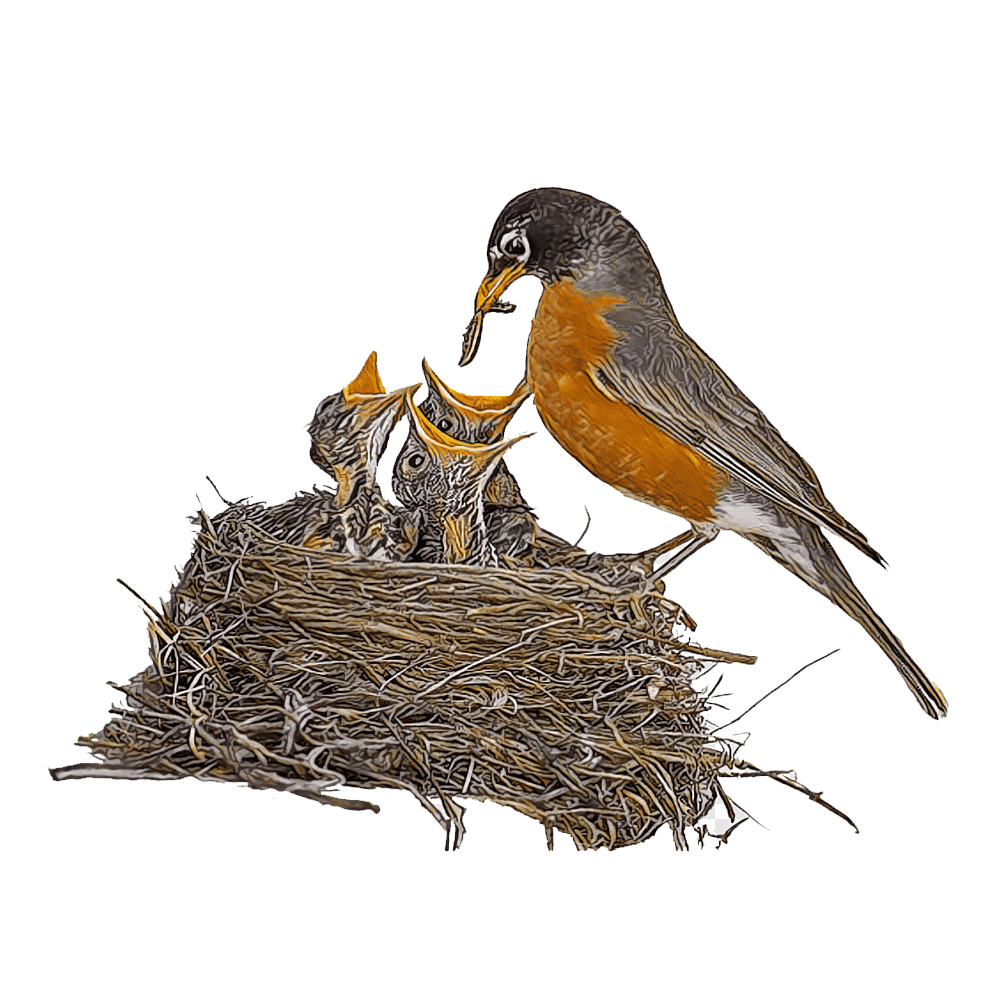 Bird Feeding  Transparent Photo