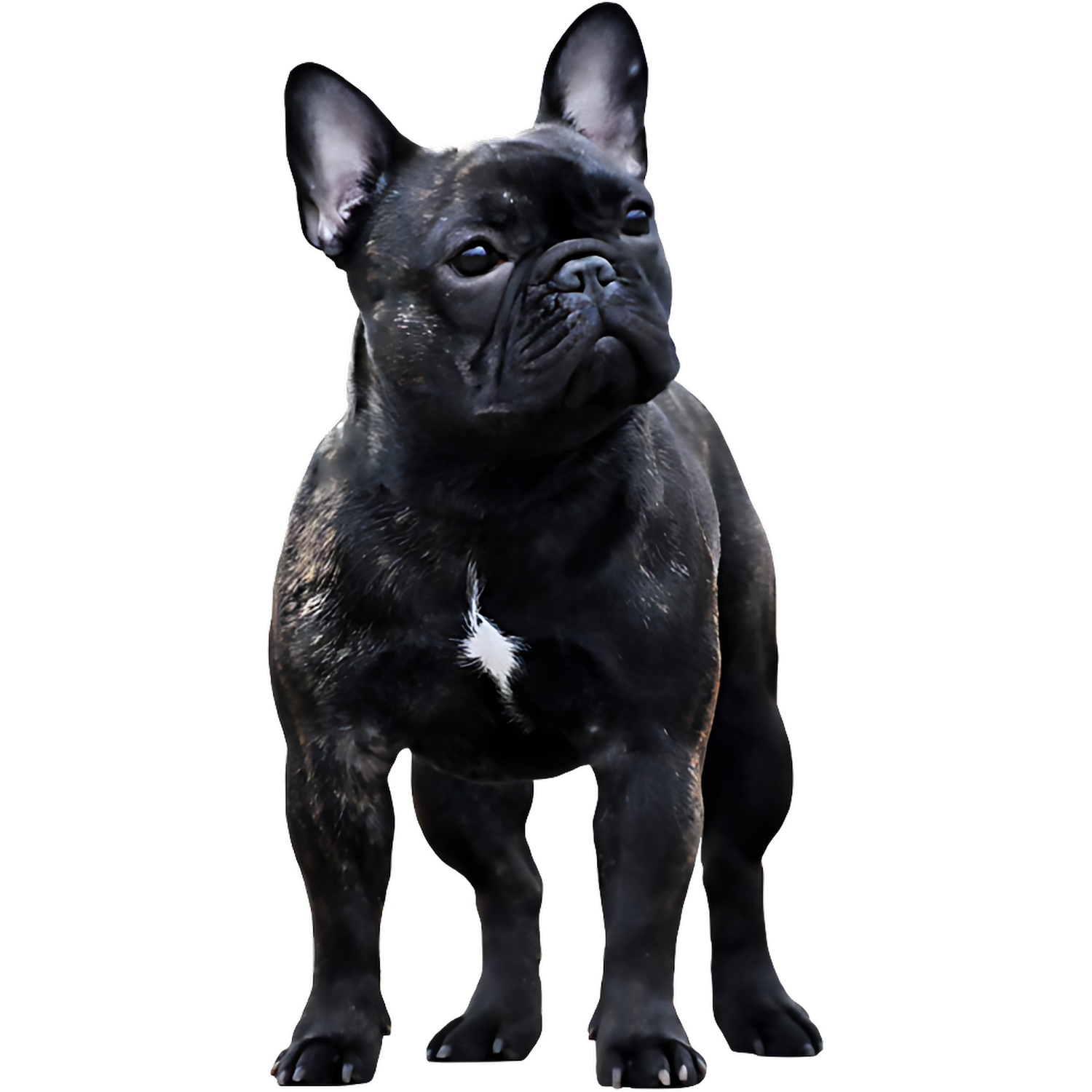 Black Bulldog Transparent Picture