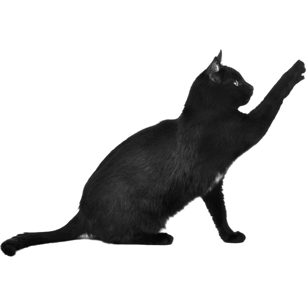 Black Cat Transparent Image