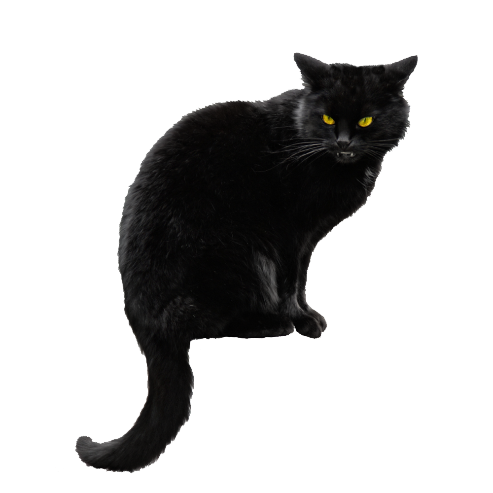 Black Cat Transparent Photo
