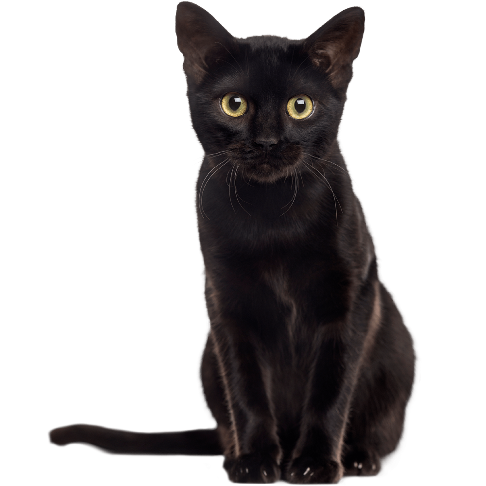 Black Cat Transparent Picture