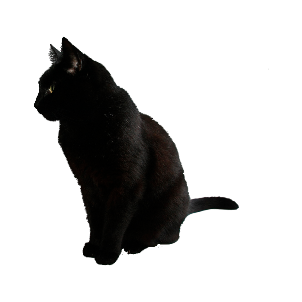 Black Cat Transparent Gallery