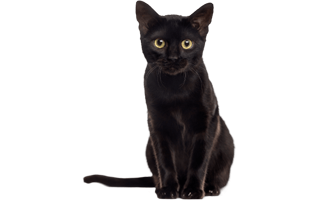 Black Cat PNG