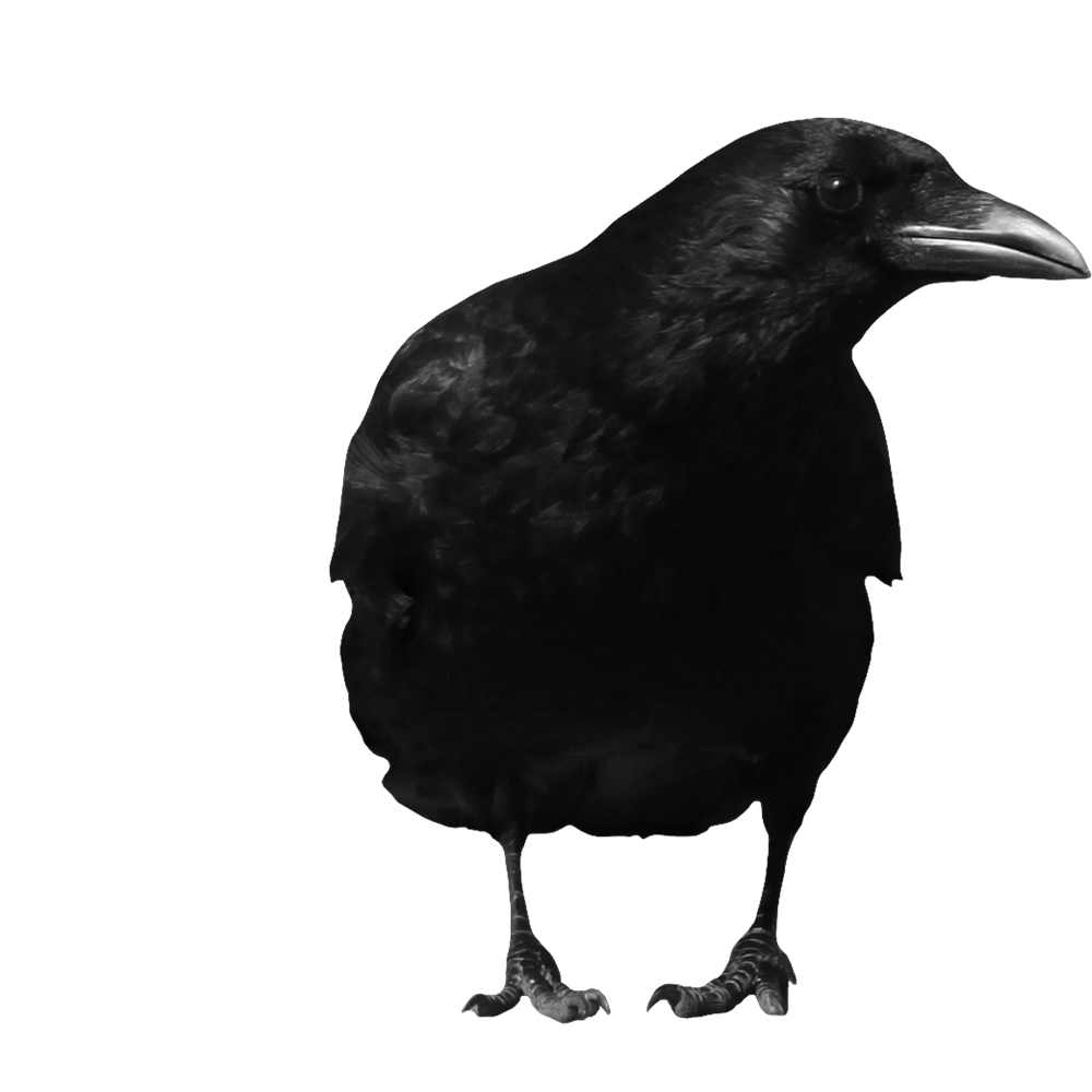Black Crow  Transparent Image