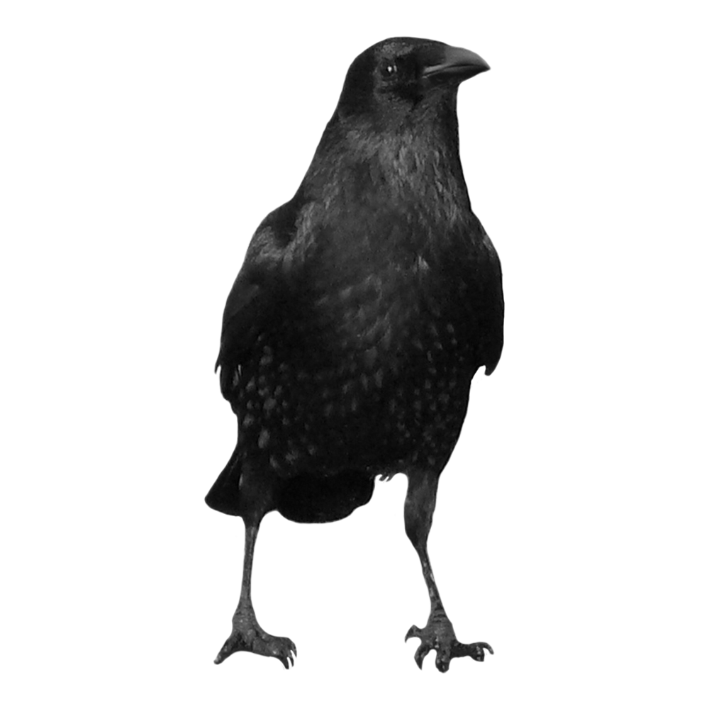 Black Crow  Transparent Photo