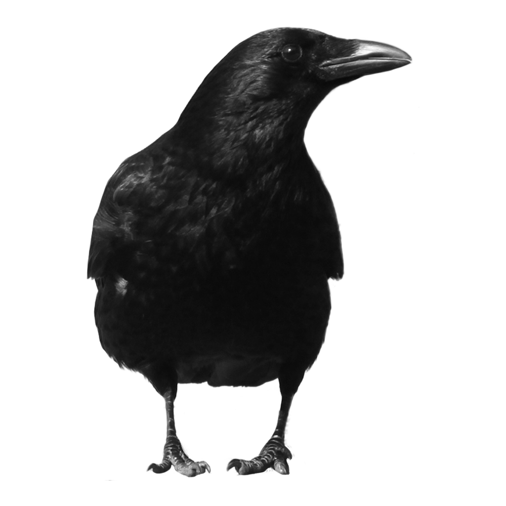 Black Crow Transparent Picture