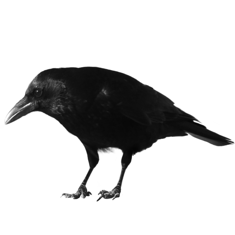 Black Crow  Transparent Clipart
