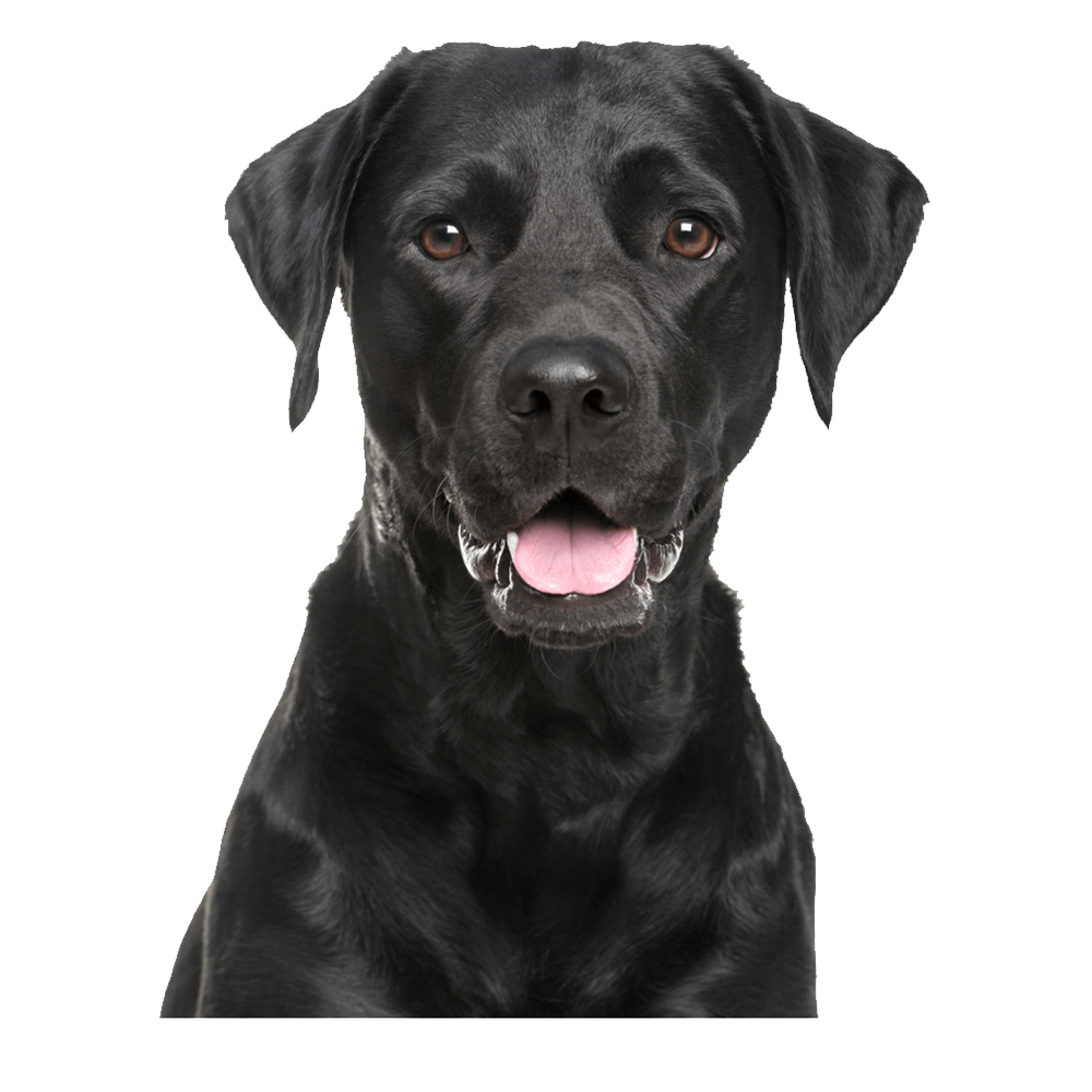 Black Labrador Transparent Photo