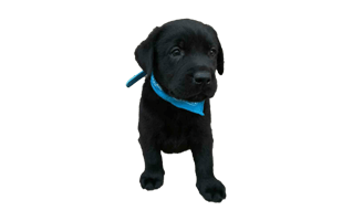 Black Labrador Puppy PNG