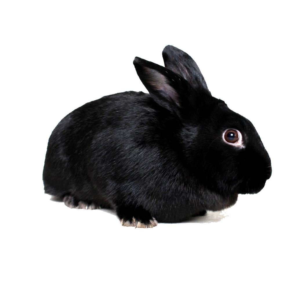 Black Rabbit  Transparent Image