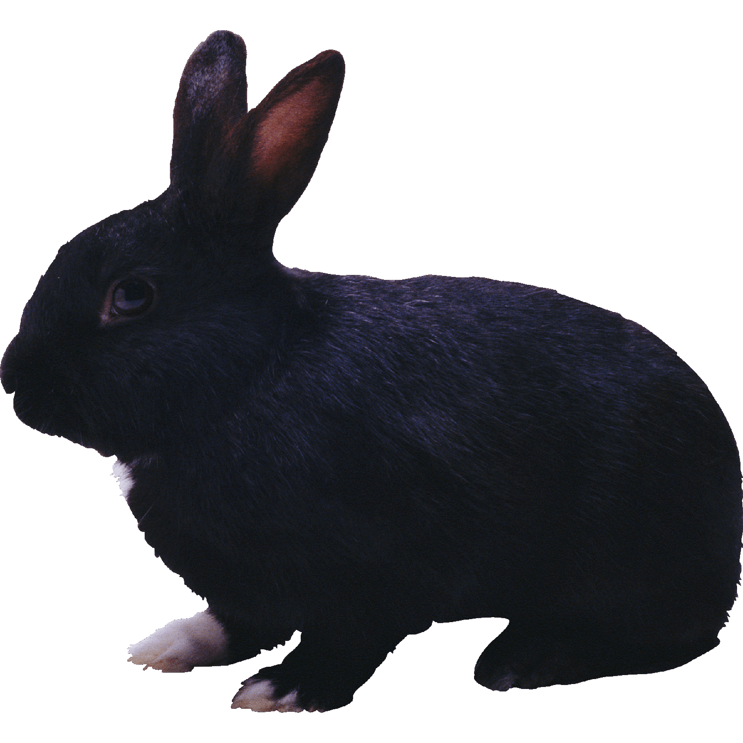 Black Rabbit  Transparent Photo
