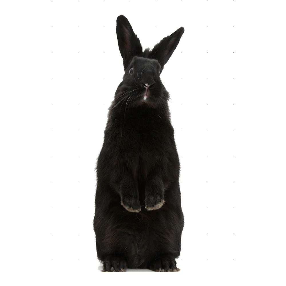 Black Rabbit Transparent Picture