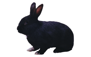 Black Rabbit PNG