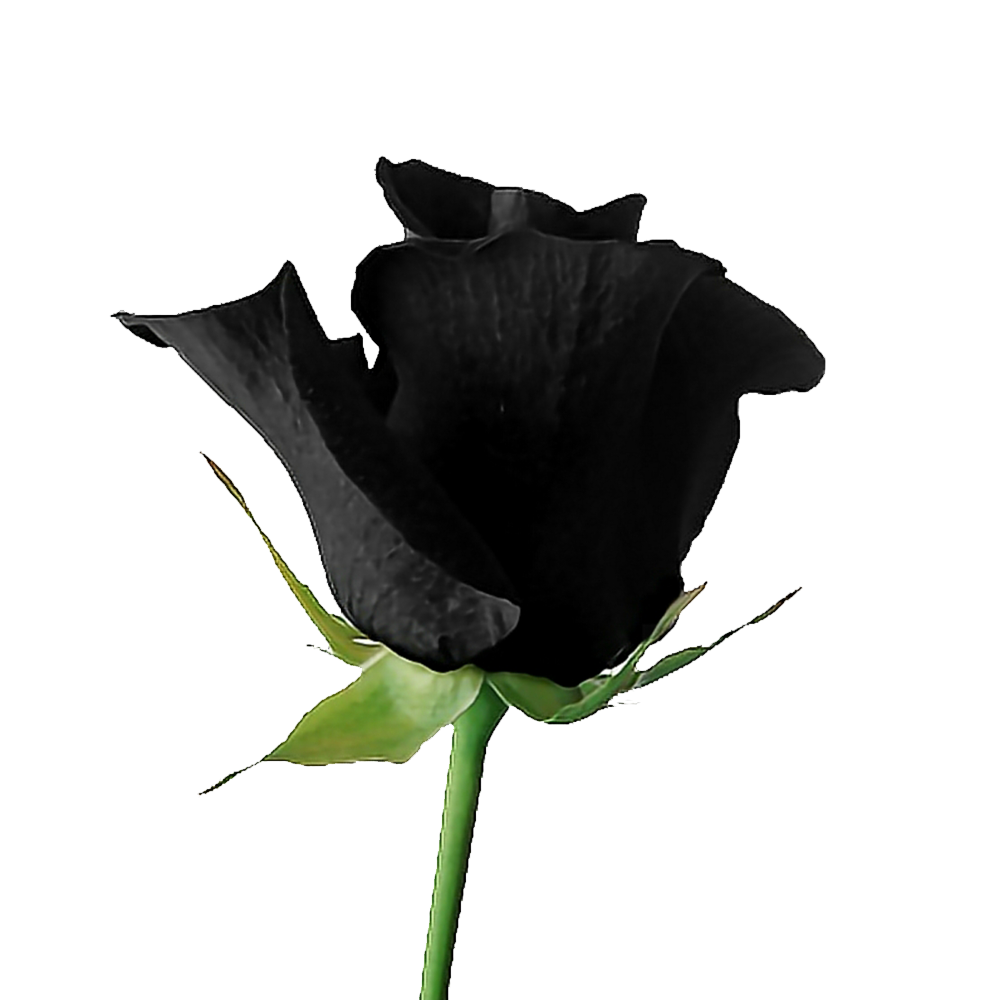 Black Rose Transparent Image