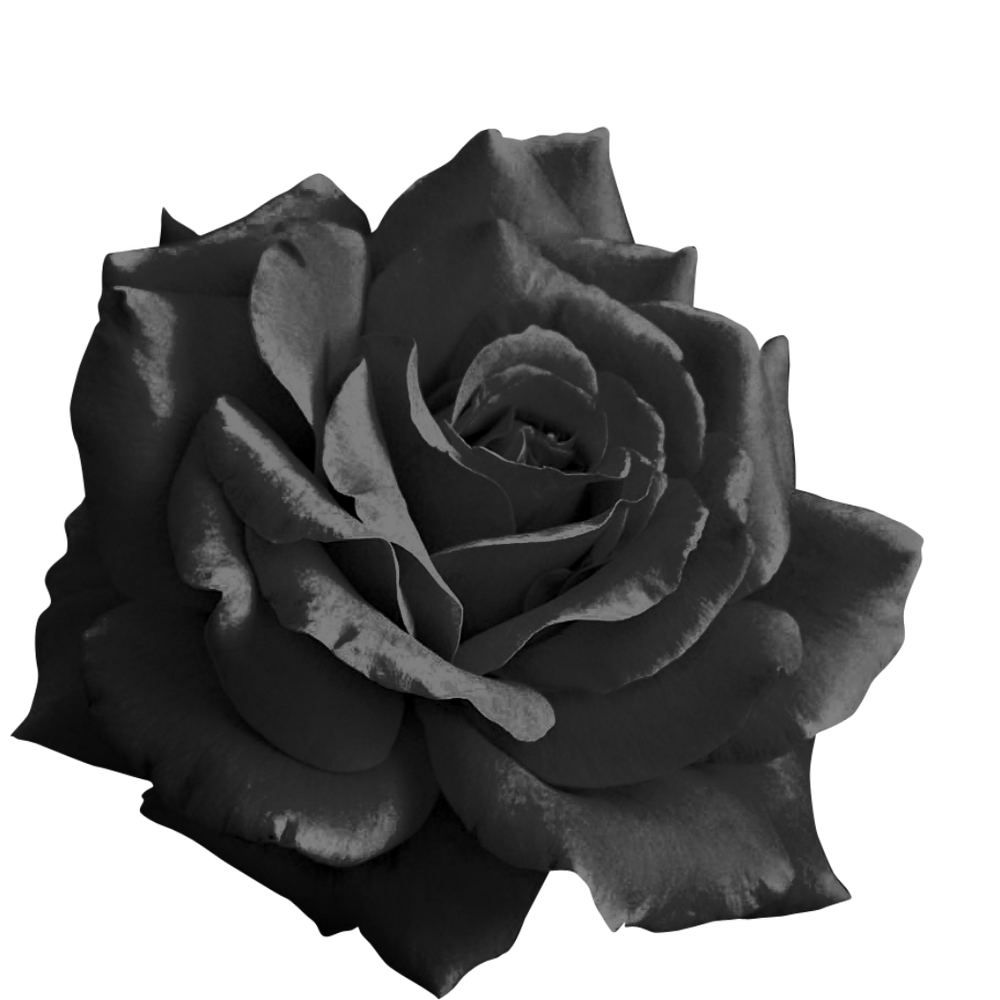 Black Rose Transparent Photo