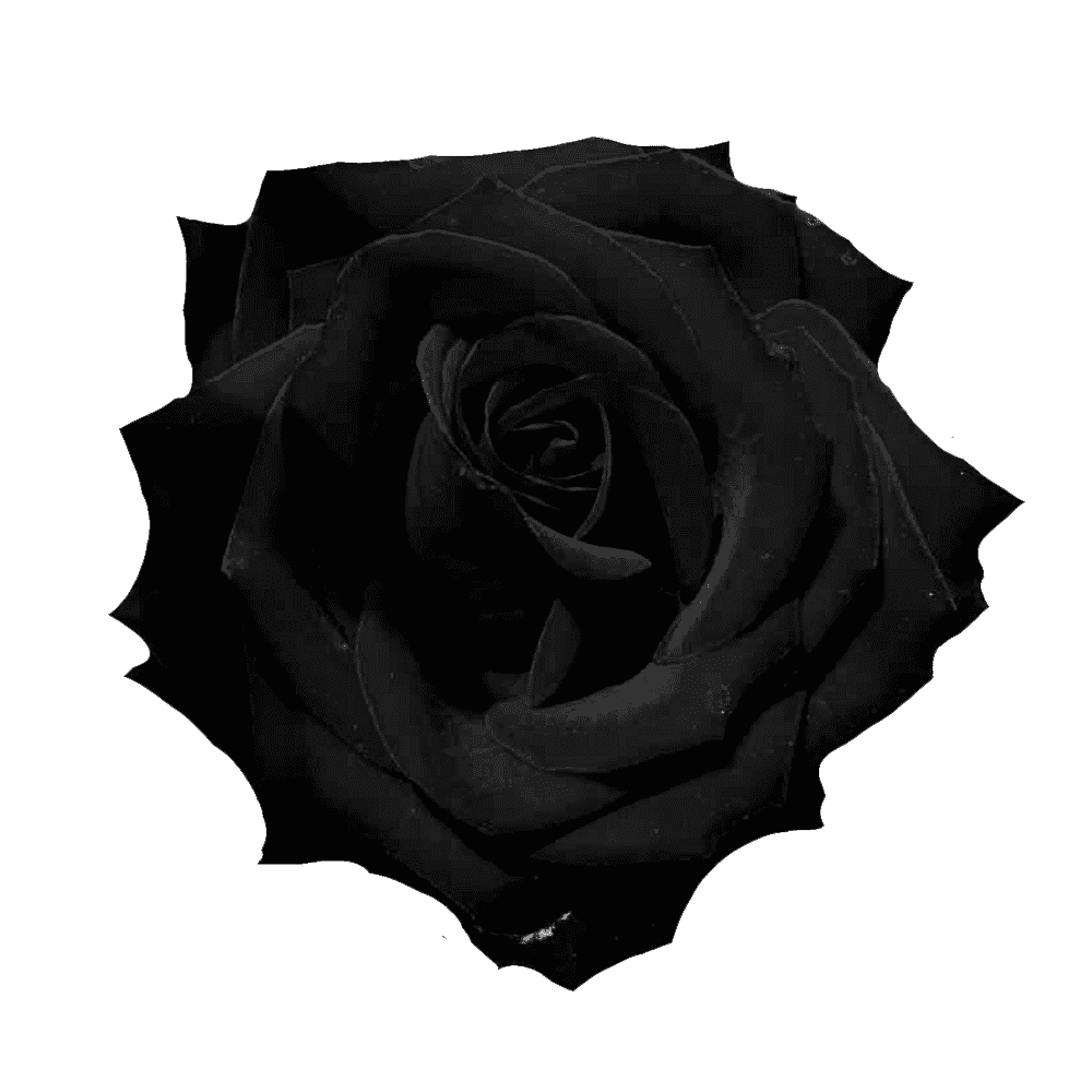 Black Rose Transparent Picture