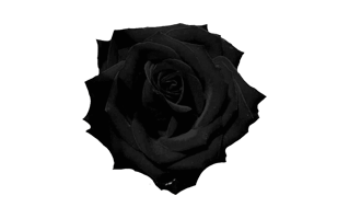 Black Rose PNG