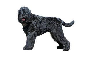 Black Rrussian Terrier PNG