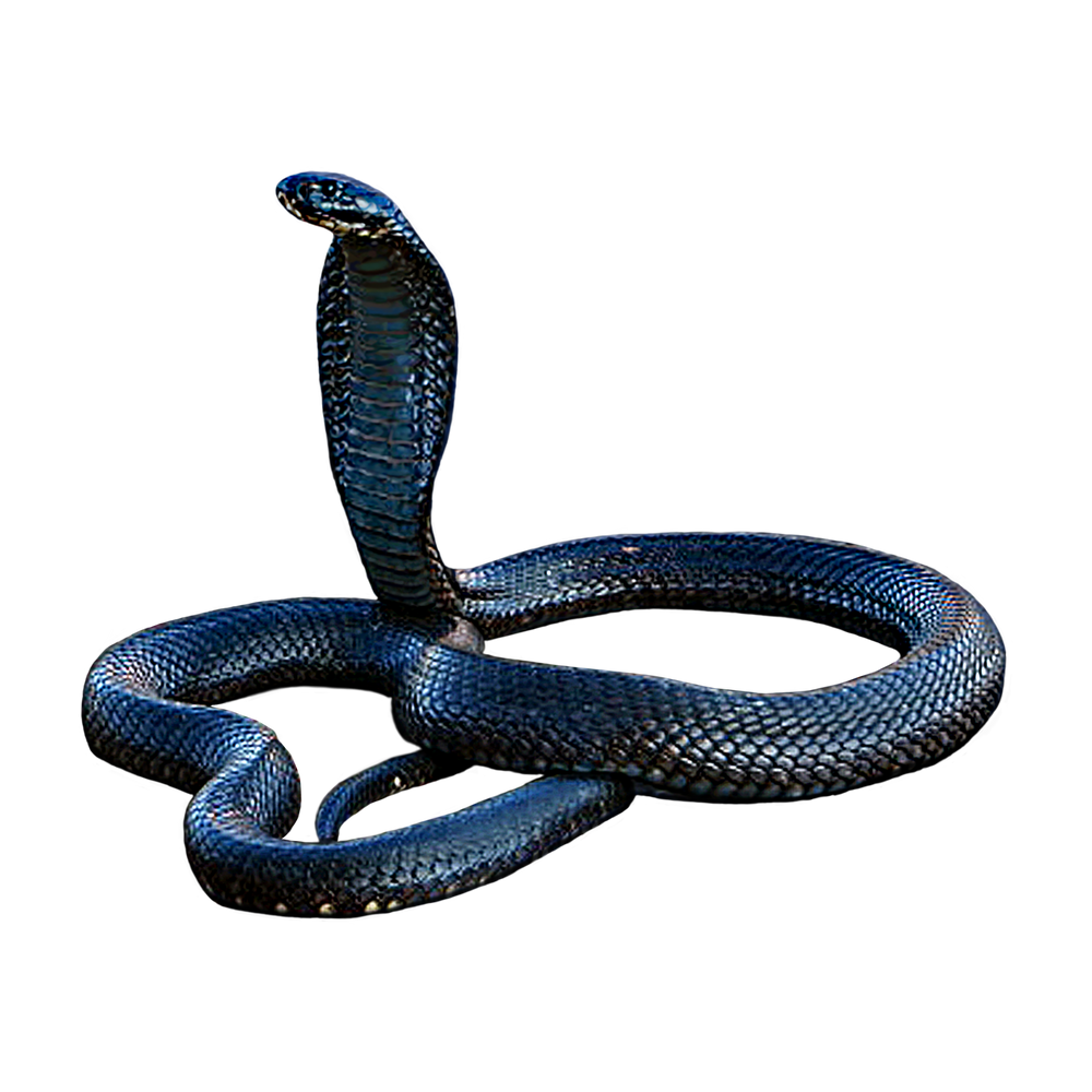 Black Snake  Transparent Image