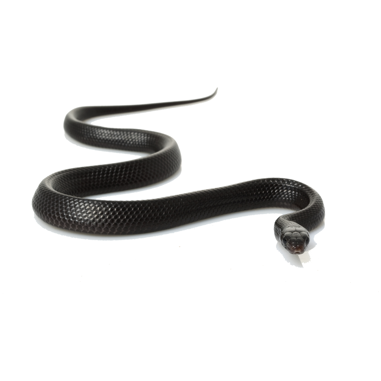Black Snake  Transparent Photo
