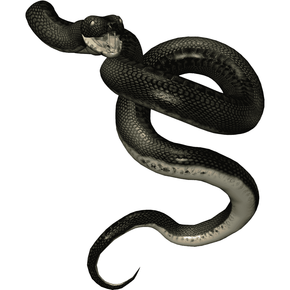 Black Snake Transparent Picture
