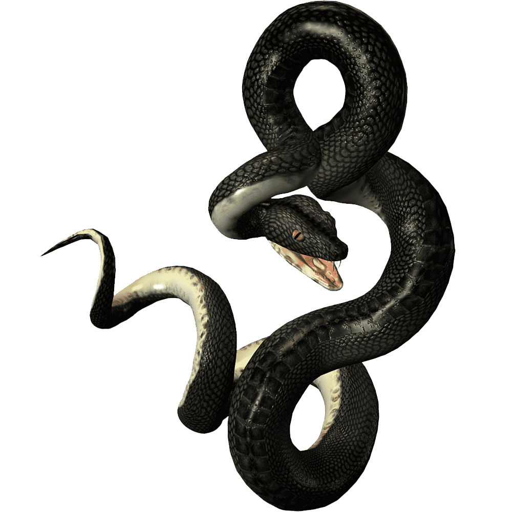 Black Snake  Transparent Gallery