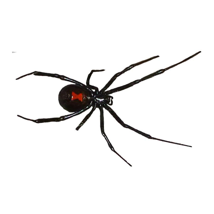 Black Widow Spider Transparent Image