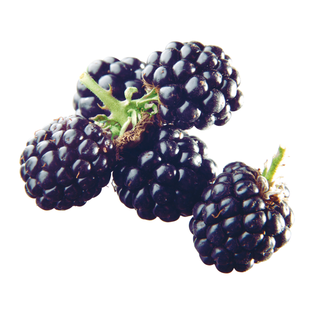 Blackberries  Transparent Photo