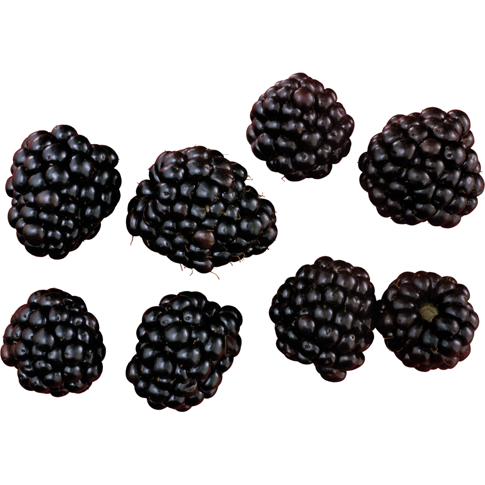 Blackberries  Transparent Clipart