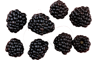 Blackberries PNG