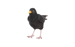 Blackbird PNG