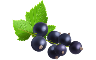 Blackcurrant Sticker PNG