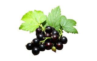 Blackcurrant PNG