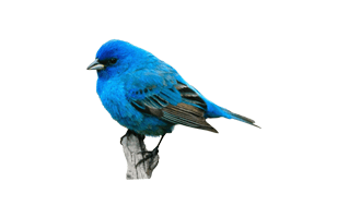 Blue Bird PNG