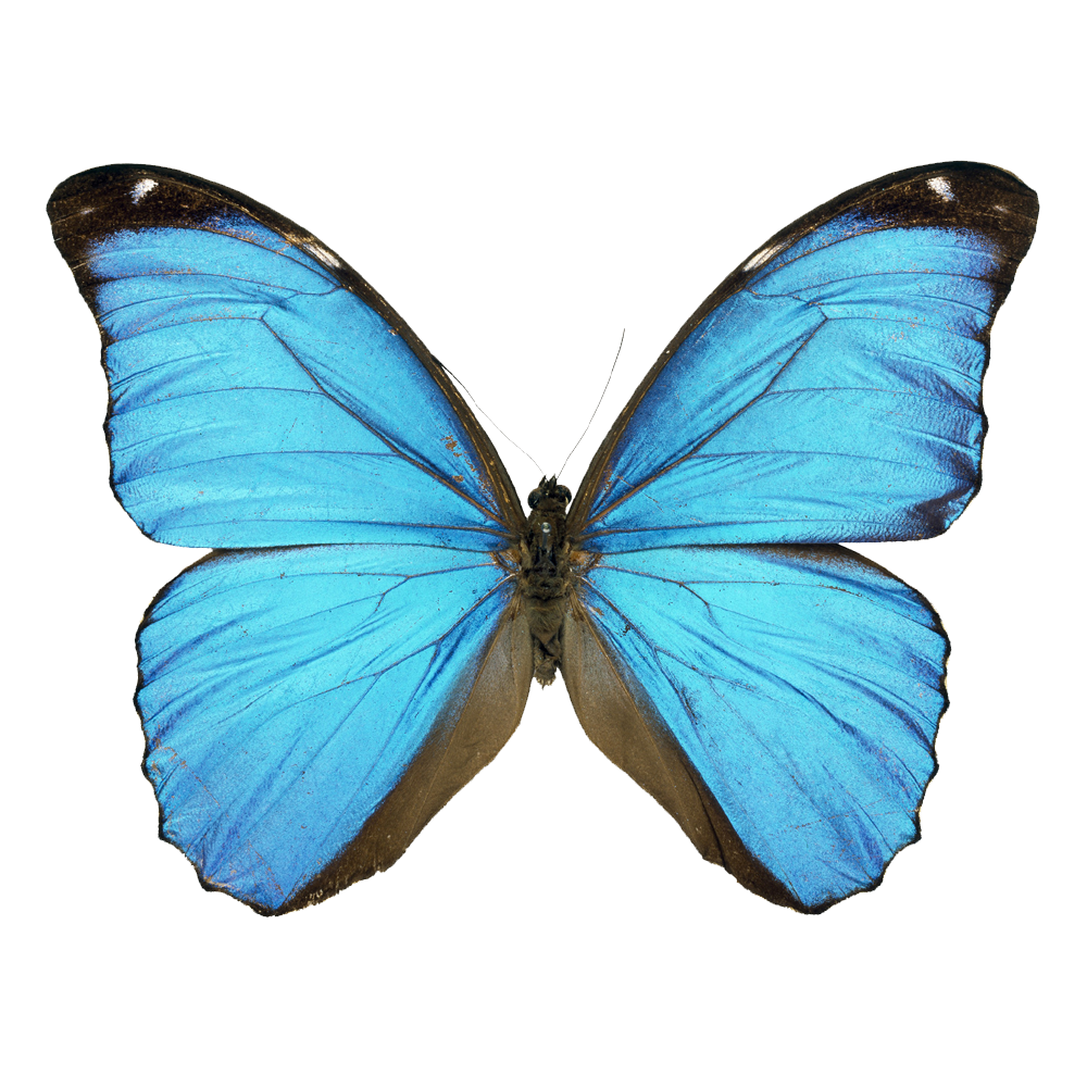 Blue Butterfly Transparent Image