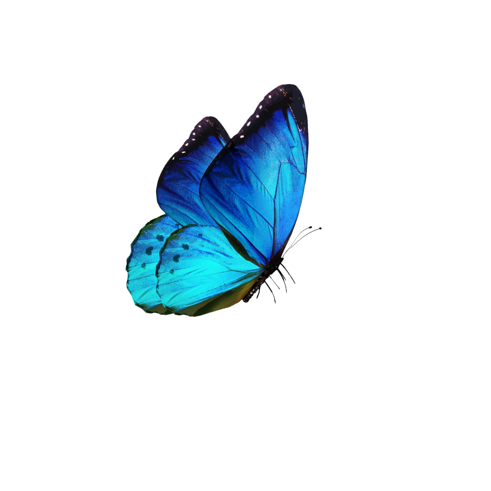 Blue Butterfly Transparent Photo