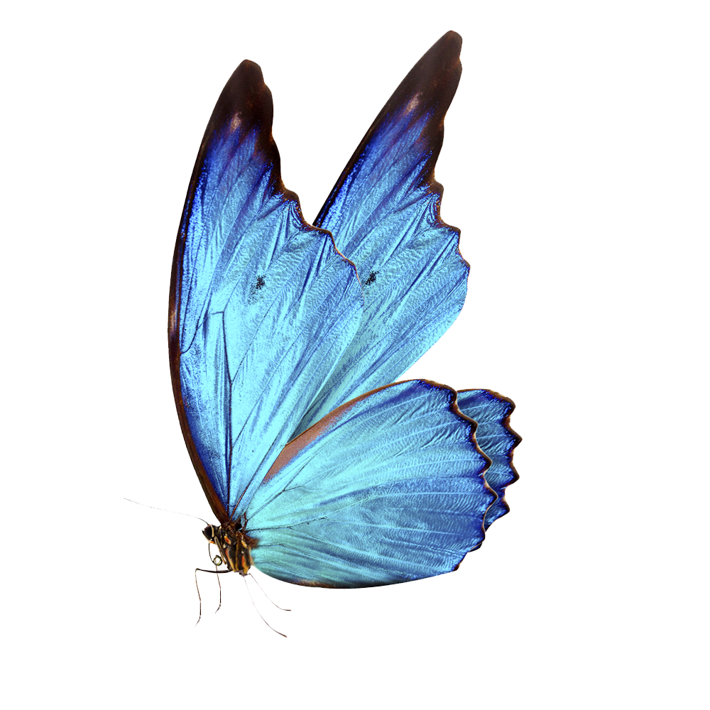 Blue Butterfly Transparent Picture