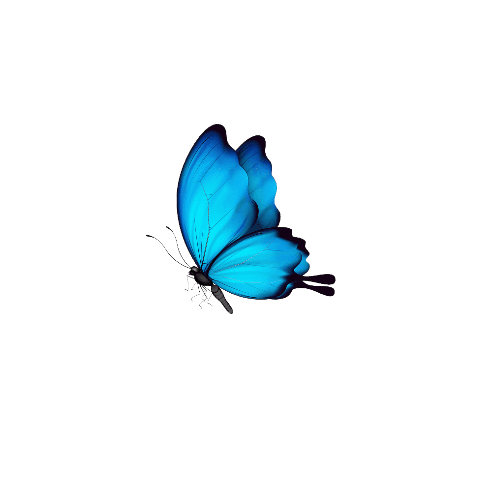 Blue Butterfly Transparent Gallery