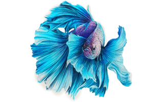 Blue Fish PNG