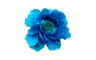 Blue Flower PNG