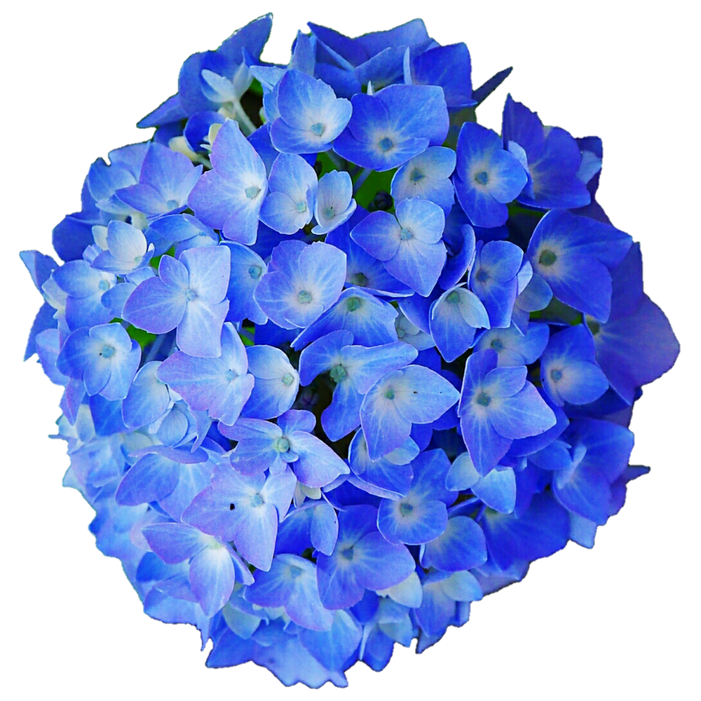 Blue Hydrangea  Transparent Photo
