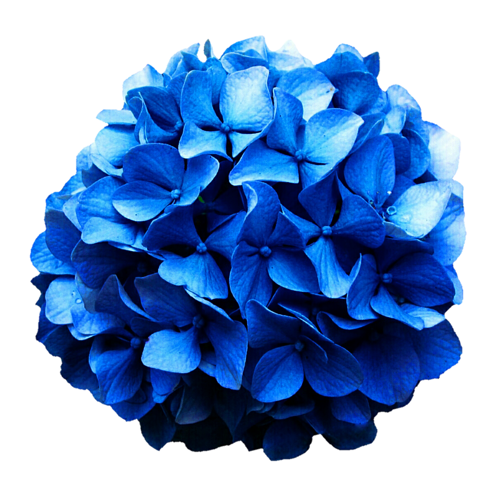 Blue Hydrangea Transparent Picture