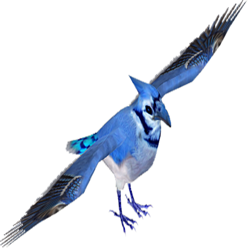 Blue Jay Transparent Image