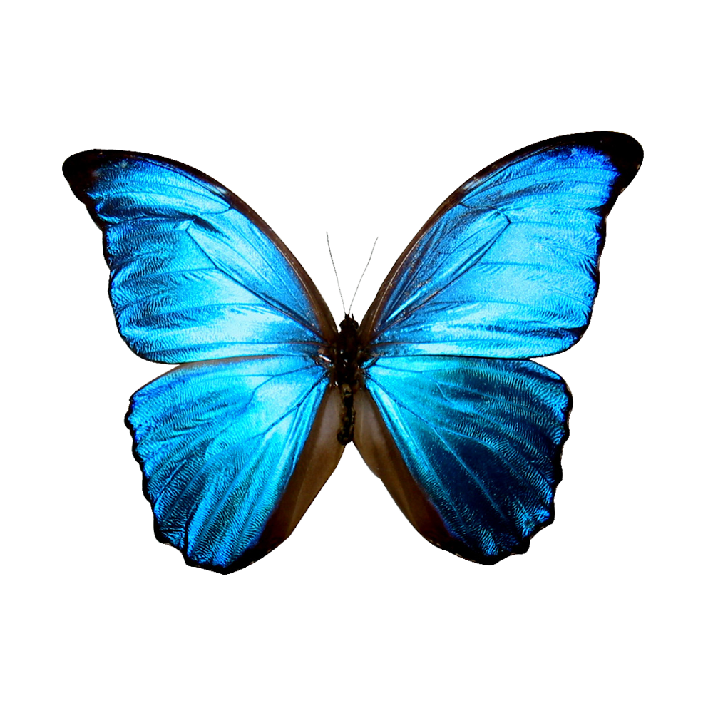 Blue Morpho Butterfly  Transparent Image