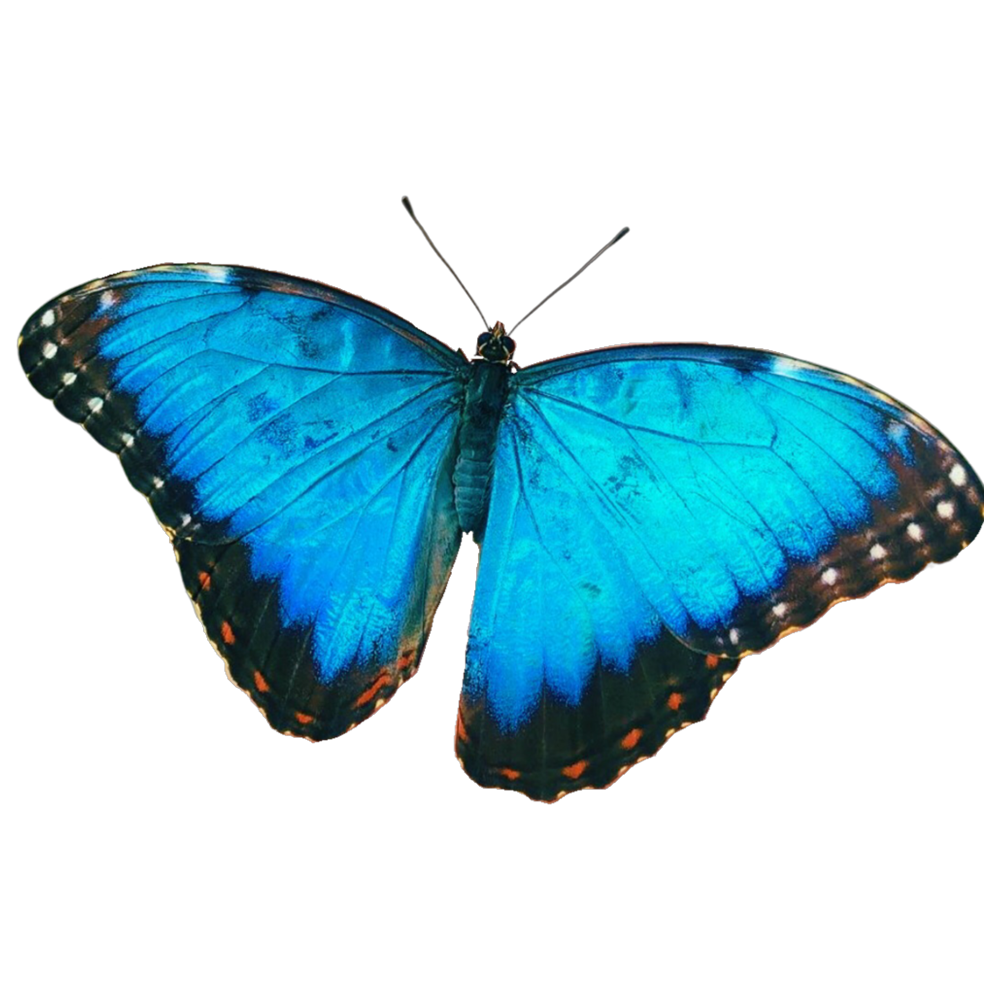 Blue Morpho Butterfly  Transparent Photo