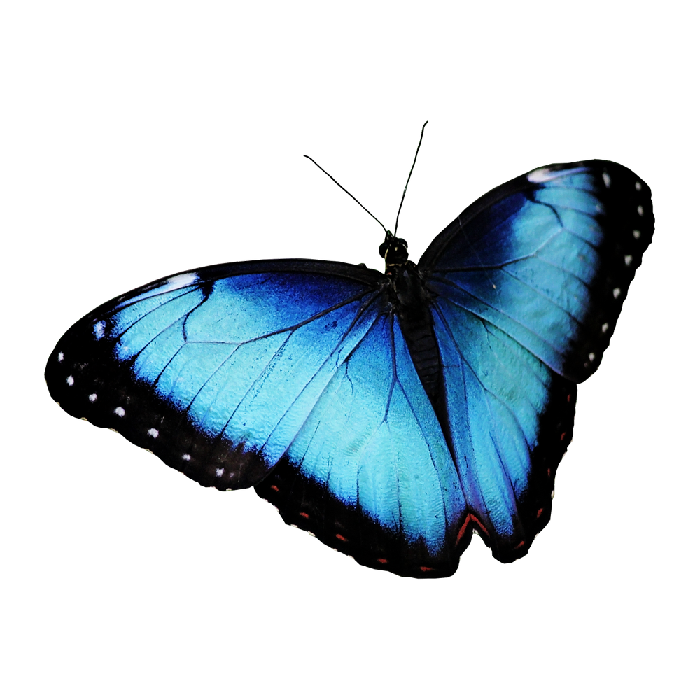 Blue Morpho Butterfly Transparent Picture